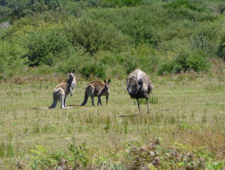 Honderden kangoeroes op een airstrip