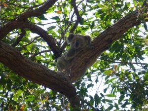 Koala Noosa National Park