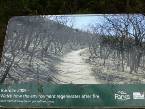 Lilly Pilly Gully in Wilsons Promontory direct na een grote brand
