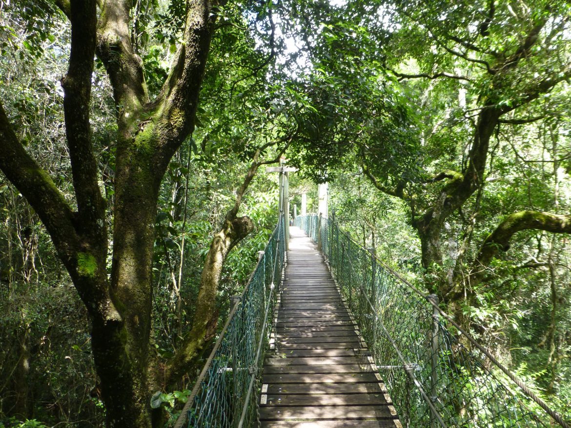 treetop walk Lamington National Park in Queensland