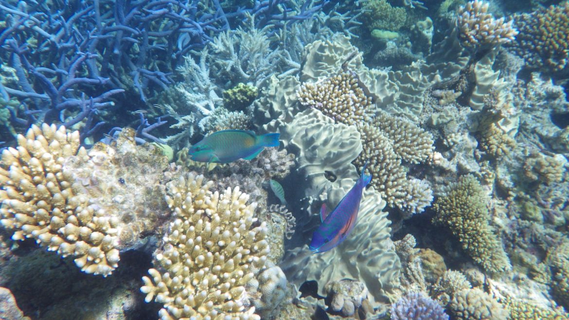 Vissen en koraal op het GBR