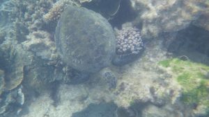 Zeeschildpad Ningaloo Reef