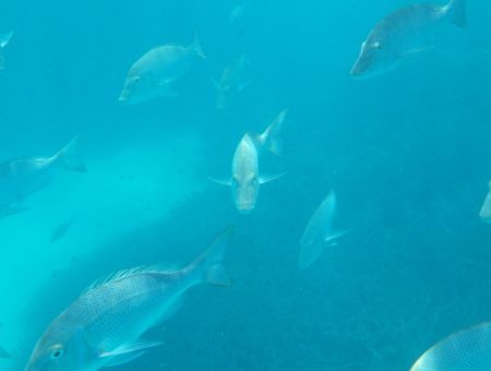 Snorkelen vanaf het strand