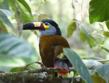 Video: een glimps van Ecuador