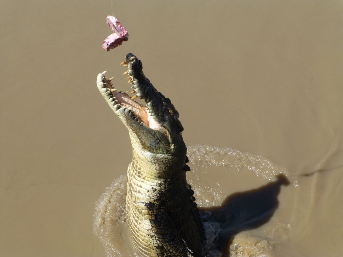 Hoog het water uit: De krokodillen willen hun best wel even doen voor een goed stuk vlees.