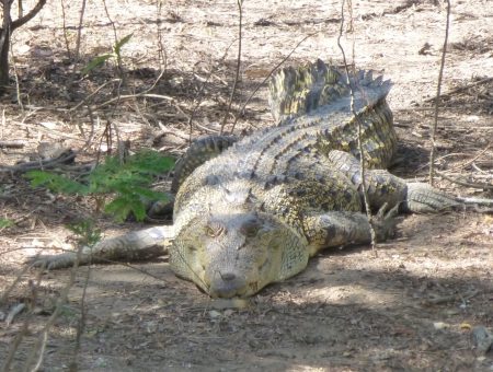 Springende krokodillen in Noord-Australië