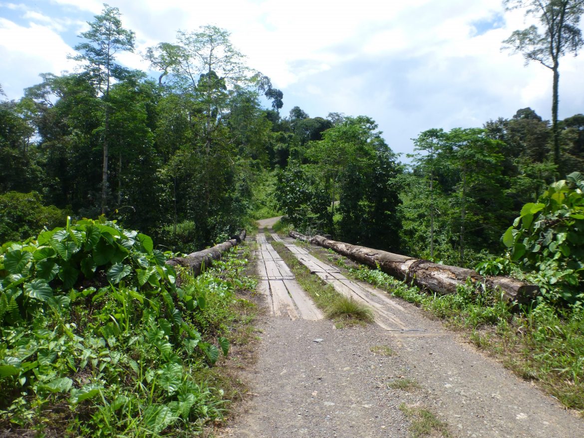 Borneo jungle brug