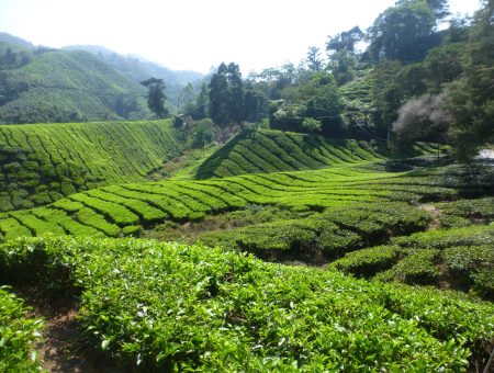 Knalgroene theeplantages in de Cameron Highlands