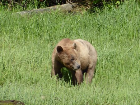 Video: De ruige natuur van West-Canada