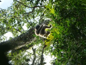 Gibbon Maleisië