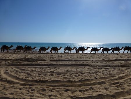 Kamelen op het strand