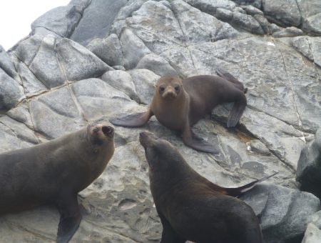 Rotsen vol zeeleeuwen op Kangaroo Island