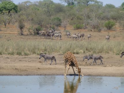 Giraffes en zebra's in Kruger National Park
