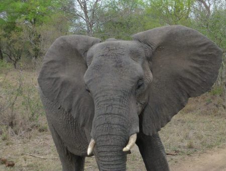 Oog in oog met wildlife in Kruger