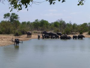 Kruger waterhole met olifanten en buffel