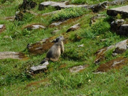 marmot Grindelwald