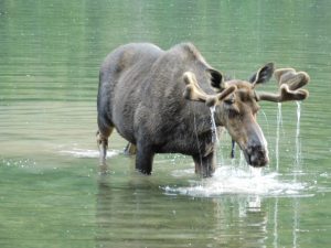 Moose Fishercap Lake