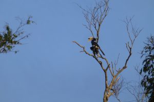 neushoornvogel Maleisië