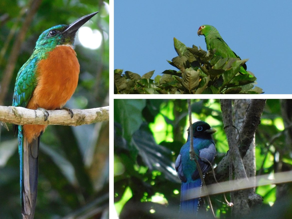 Vogels spotten in Panama
