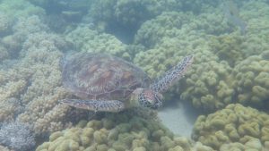 Schildpad Great Barrier Reef