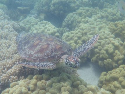 Schildpad Great Barrier Reef