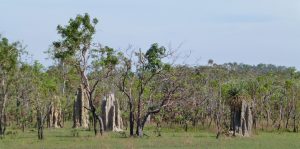 Termietenheuvels in het Northern Territory