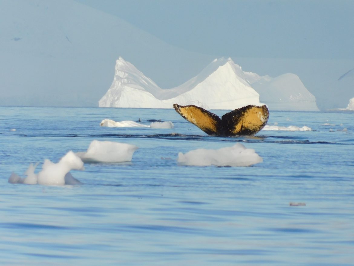 Walvissen in Antarctica