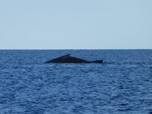 walvis spotten vanaf de kust in Exmouth