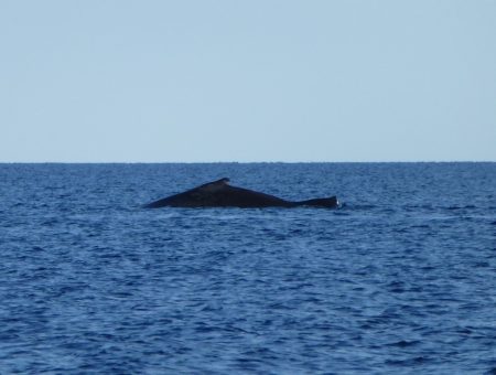 Walvis spotten vanaf de kust