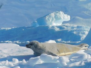 zeehond Antarctica