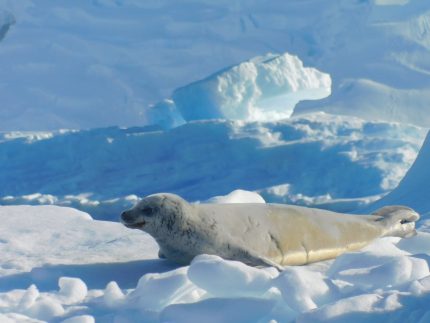 zeehond Antarctica